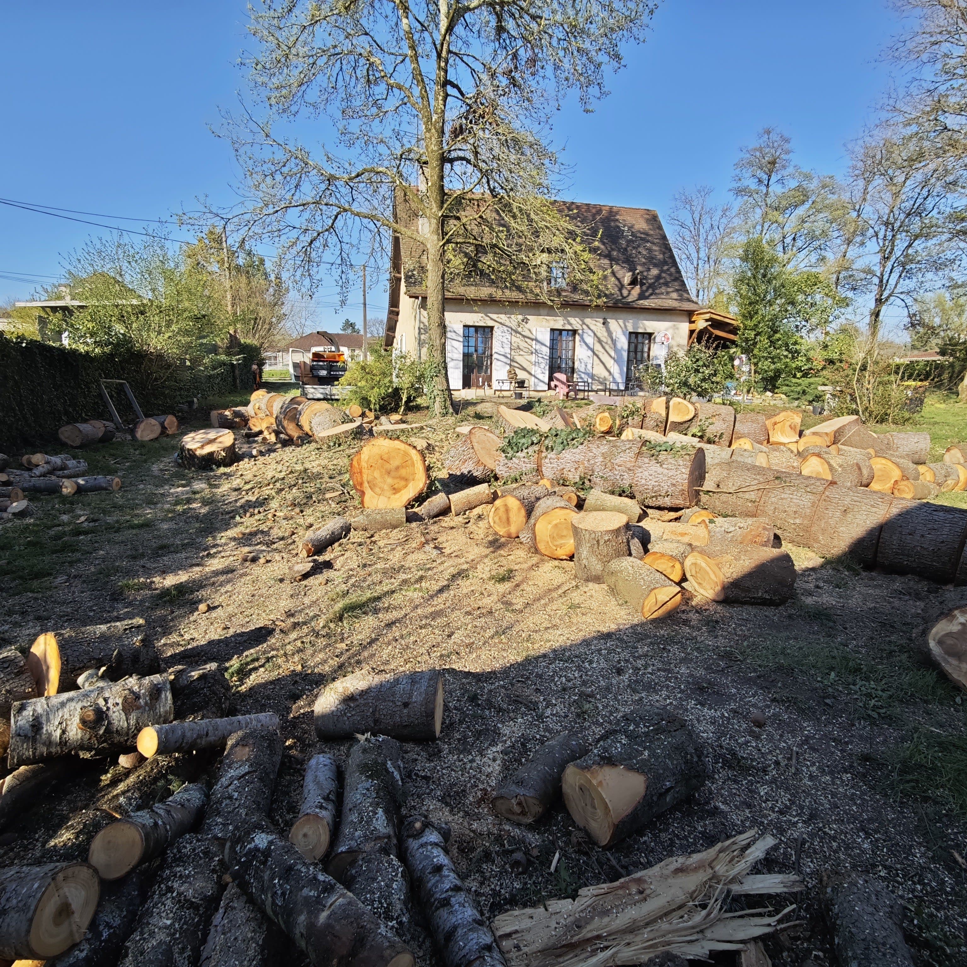 Arborise-Grimpeur - Arvores Elagage